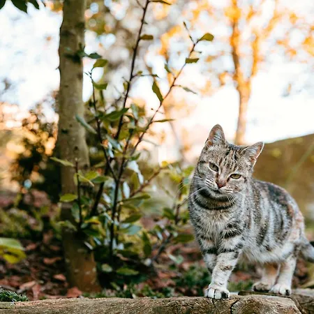 Turístico Rural Casa Chaín Apartamento *