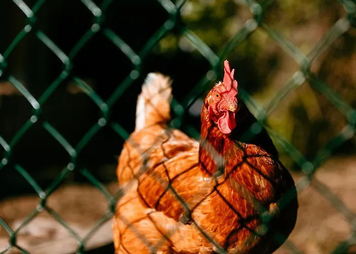 Turistico Rural Casa Chain