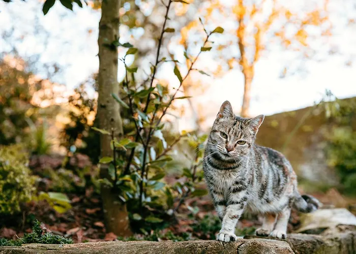 Turistico Rural Casa Chain Apartment *